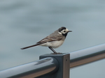 FZ017665 Pied Wagtail (Motacilla alba).jpg